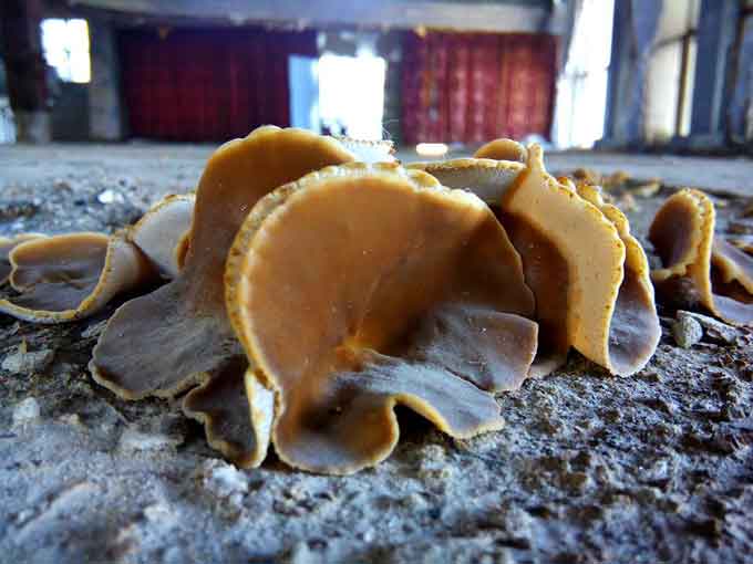 У черкаському театрі виросли… гриби (фото)