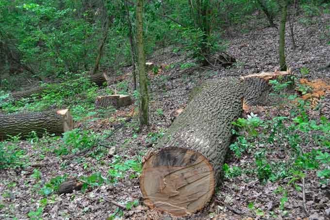 Виїхавши на місце, працівники лісової охорони Смілянського лісгоспу в кварталі 75, виділі 26 виявили незаконну рубку дерев дубу. При огляді було встановлено, що лісокрадії зрубали 10 дубів віком понад сто років, розкряжували їх, цим самим підготувавши до вивезення. Крім того, при звалюванні було пошкоджено ще 7 дерев