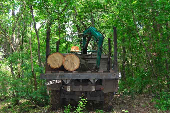 У Смілянському лісгоспі зловмисники незаконно зрубали десять столітніх дубів
