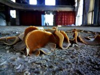 У черкаському театрі виросли гриби