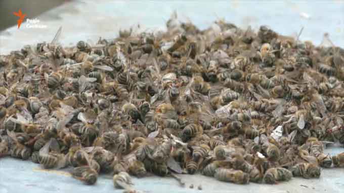 У трьох селах на Черкащині загинули всі бджоли за одну ніч. Чи накажуть винних? (відео)