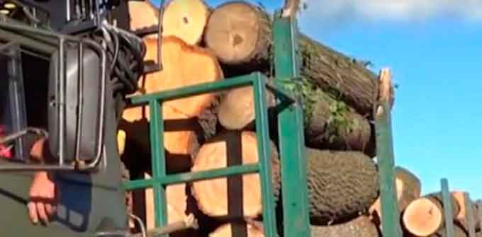 Кричущий випадок помітили представники Правого Сектору, повертаючись із Чигиринщини. Активісти запідозрили, що деревина може бути краденою, тож вирішили прослідкувати за вантажівкою.