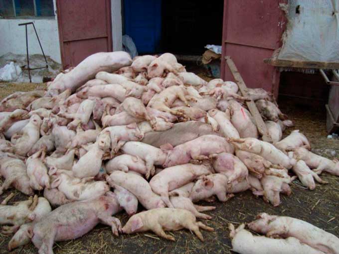 Михайло Глийовий: ''Це не чума. Свині мали язви в шлунках''