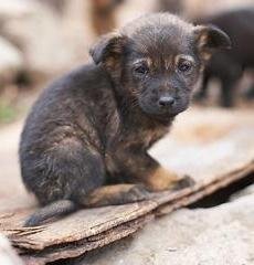 Катеринопіль прийняв першу в історії Черкаської області селищну програму гуманного ставлення до безпритульних тварин