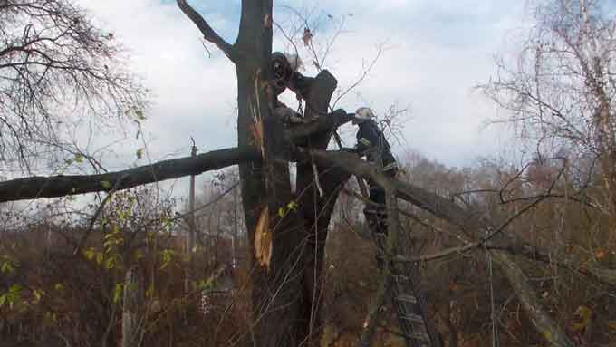 На Золотоніщині чоловік загинув на дереві (фото)