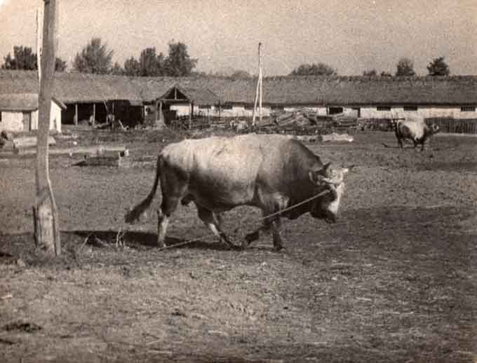 Племінний бугай “Зорік”. с. Тарасівка, 1956 р.