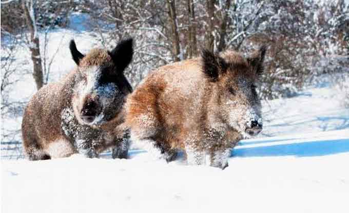 У лісах Черкащини розпочався зимовий облік мисливських тварин