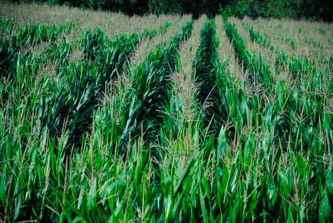 кукурудза, кукурудзяне поле
