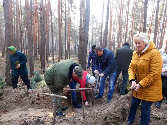 10 березня в Крутьківському лісництві відбулась щорічна посадка саджанців сосни звичайної на нових заздалегідь підготовлених ділянках соснового лісу площею 0,5 га.