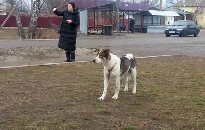 На Черкащині невідомі калічать собак