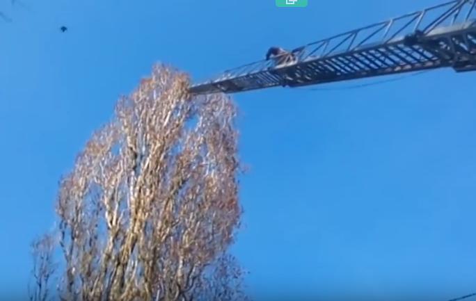 Відеорепортаж: в Умані рятувальники зняли з дерева кота який просидів на висоті кілька діб