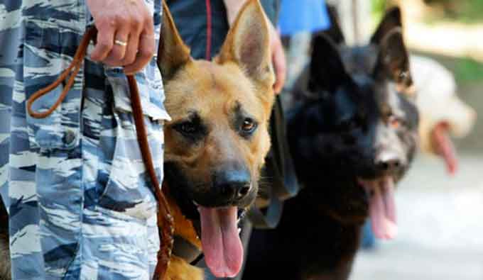 Двох службових собак з Черкас планують відправити для забезпечення порядку на «Євробаченні-2017».