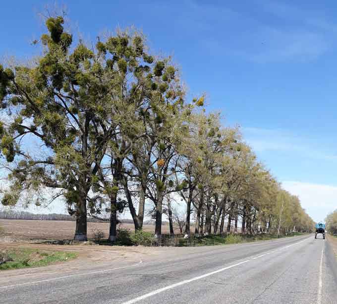 У Золотоніському районі оновлять старі дерева уздовж автодороги Бориспіль-Дніпропетровськ-Запоріжжя