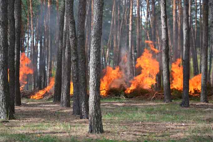 У Деньгівському лісництві Золотоніського лісгоспу лісівники та рятувальники провели обласні пожежно-тактичні навчання з ліквідації умовної лісової пожеж