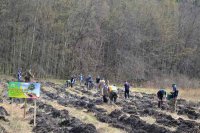 Фоторепортаж. у Холодному Яру громадські активісти садили ліс