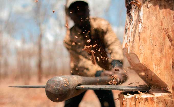 Підприємство сплатить 42 тис. грн. шкоди, заподіяної незаконною порубкою лісонасаджень