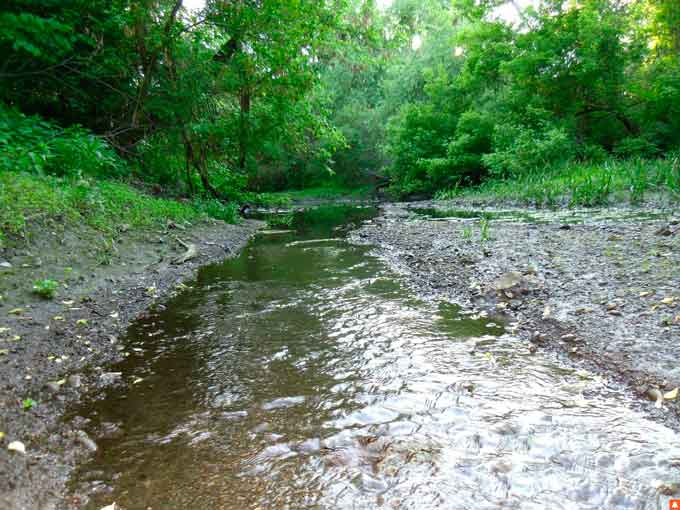 Діяльність Юрпільської ГЕС згубно впливає на флору та фауну річок