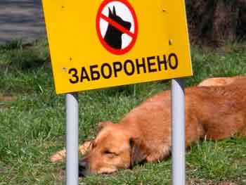 вигул собак заборонено