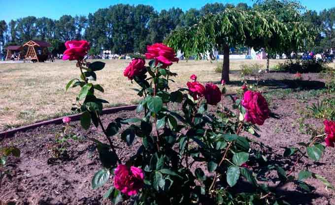 Долина троянд у Черкасах