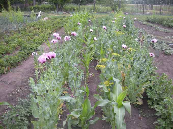 Поліцейські Черкащини продовжують виявляти посіви нарковмісних рослин (фото)
