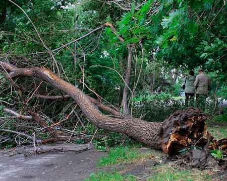 У Канівському районі внаслідок падіння дерева загинула студентка