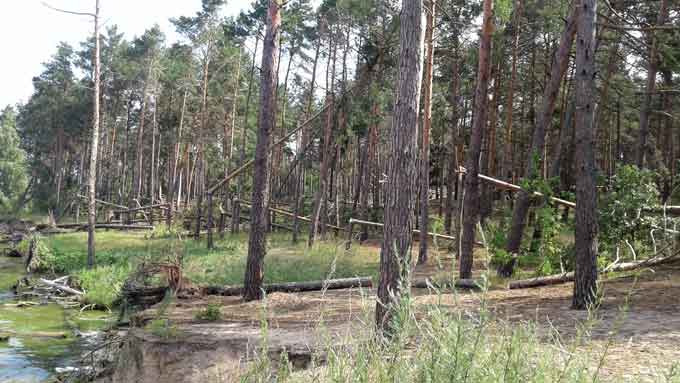 Шалений буревій, який пронісся 26 червня Канівщиною, наробив лиха у Ліплявському лісництві Золотоніського лісгоспу