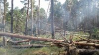 Буревій у Ліплявському лісництві пошкодив десятки гектарів соснового лісу (фото)