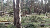 Буревій у Ліплявському лісництві пошкодив десятки гектарів соснового лісу (фото)