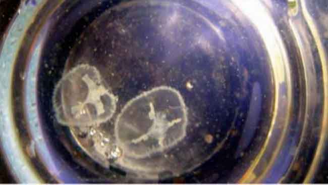 У Дніпрі на Черкащині бачили медуз (фото)