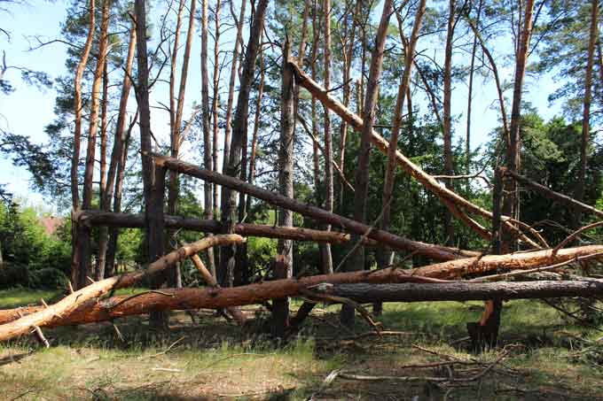Понад 1300 гектарів пошкодженого лісу – лісівники Черкащини підрахували наслідки буревію