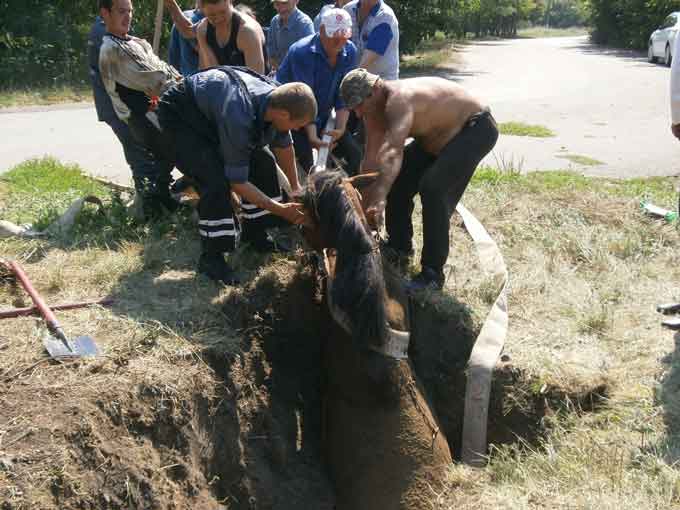 У Катеринопільському районі рятувальники витягли з ями коня (фото)