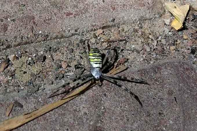 Отруйний павук-оса «замешкав» на Черкащині (фото)