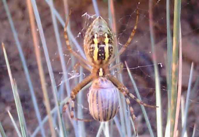 Аргіопа вважається отруйним павуком