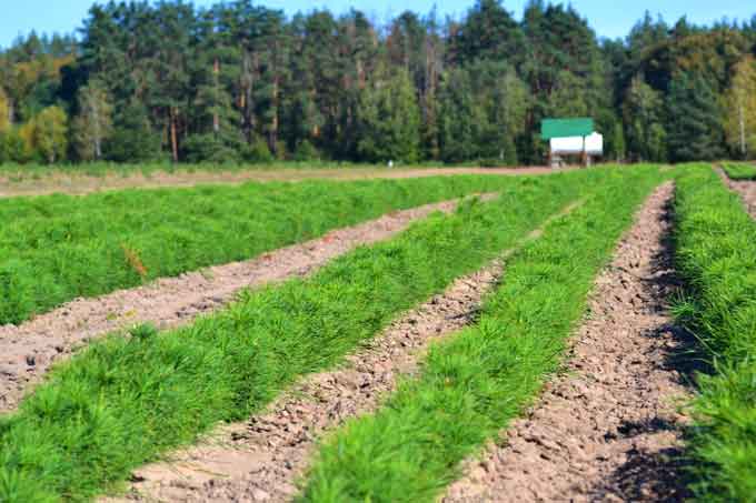 У Ліплявському лісорозсаднику вирощують півтора мільйона сіянців сосни
