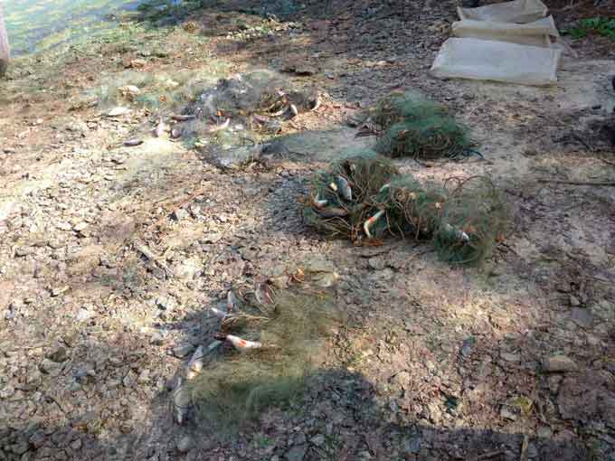 10.09.2017 року о 06 год. 00 хв. на Кременчуцькому водосховищі в районі с. Тубільці працівниками Черкасирибоохорони було затримано двох грубих порушників правил рибальства.