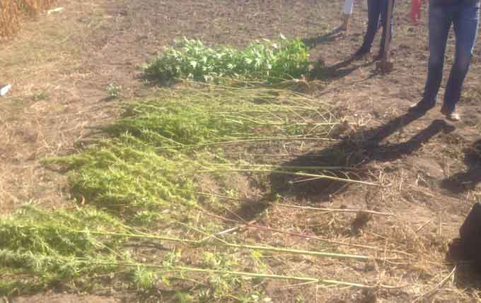 В Уманському районі селянка вирощувала коноплі (фото)