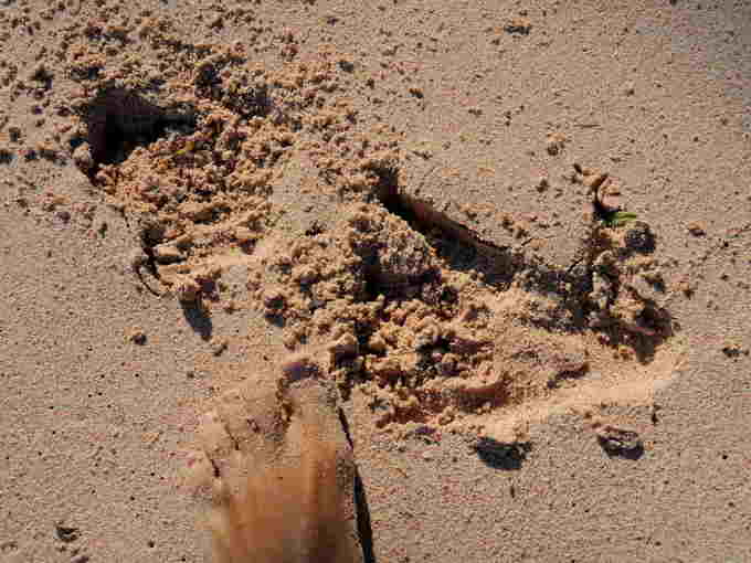 На першій фотографії, що була зроблена на віддаленому гірському перевалі, видно чіткий, і, головне, свіжесенький відбиток на піску здоровезної лапи