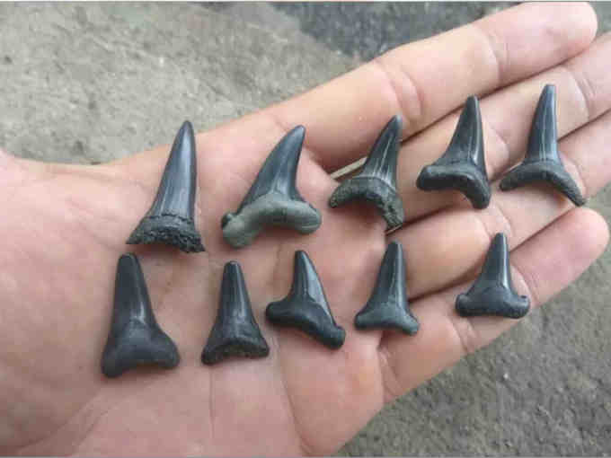 розміри акулячих зубів, які можна назбирати на Митниці у Черкасах