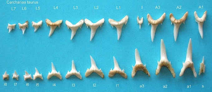 Зуби піщаної акули