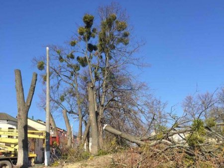 У Канівській ОТГ  комунальники рятують "хворі" дерева