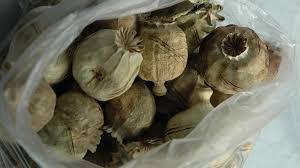 Мешканку Канівщини засудили за вирощування коноплі, а жашківчанку за незаконне придбання та зберігання наркотиків