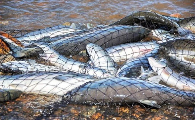 Двом жителям села Тіньки повідомлено про підозру за фактом незаконного зайняття рибним промислом