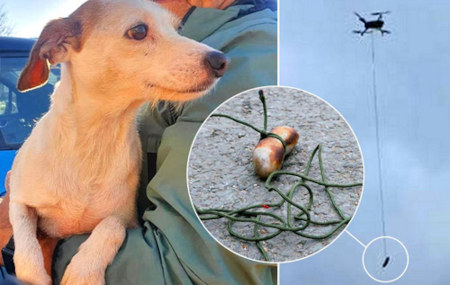 Англійські рятувальники прийшли на допомогу собаці, яка загубилася, зробивши це за допомогою сосиски і дрону