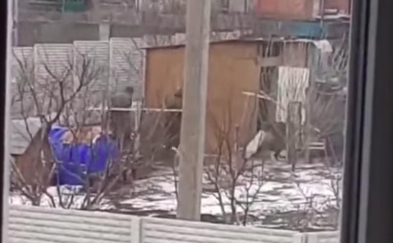 «Друга армія світу» краде курей у жителів окупованих українських сіл (відео)