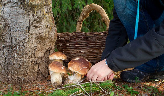 На Черкащині зростає кількість отруєнь грибами